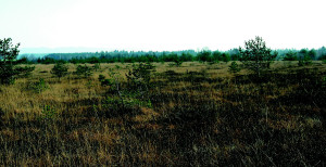 Ibmer Moor © Land OÖ/ Abt. Naturschutz