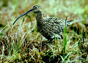 Großer Brachvogel © Land OÖ/ T. Mörtelmaier