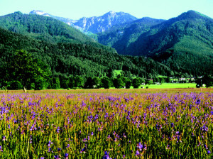 Blüte der Sibirischen Schwertlilie © Landratsamt Traunstein