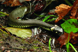 Die Ringelnatter ist ein harmloser Gast im Trumer Moos © Haplochromis