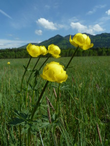 typische Pflanze im Niedermoor: die Trollblume © S. Kattari